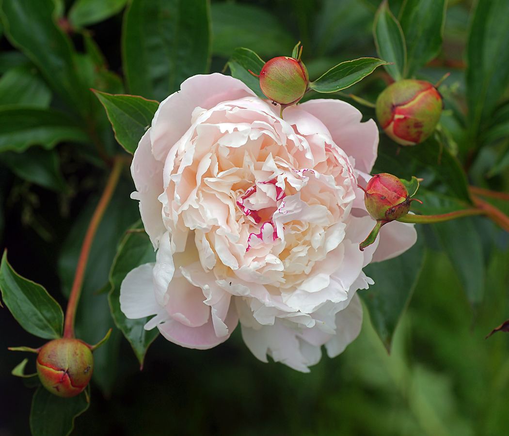 Изображение особи Paeonia lactiflora.