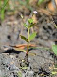 Lindernia procumbens