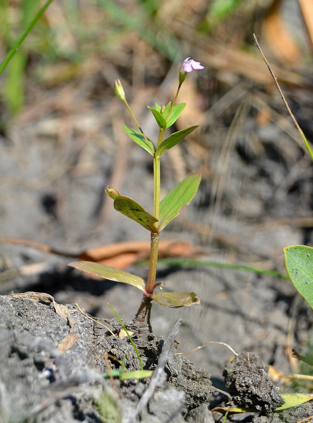 Image of Lindernia procumbens specimen.