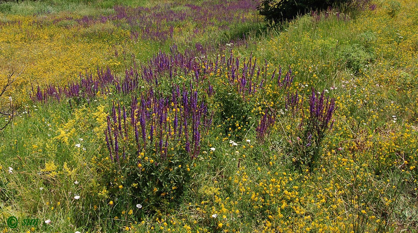 Изображение особи Salvia tesquicola.