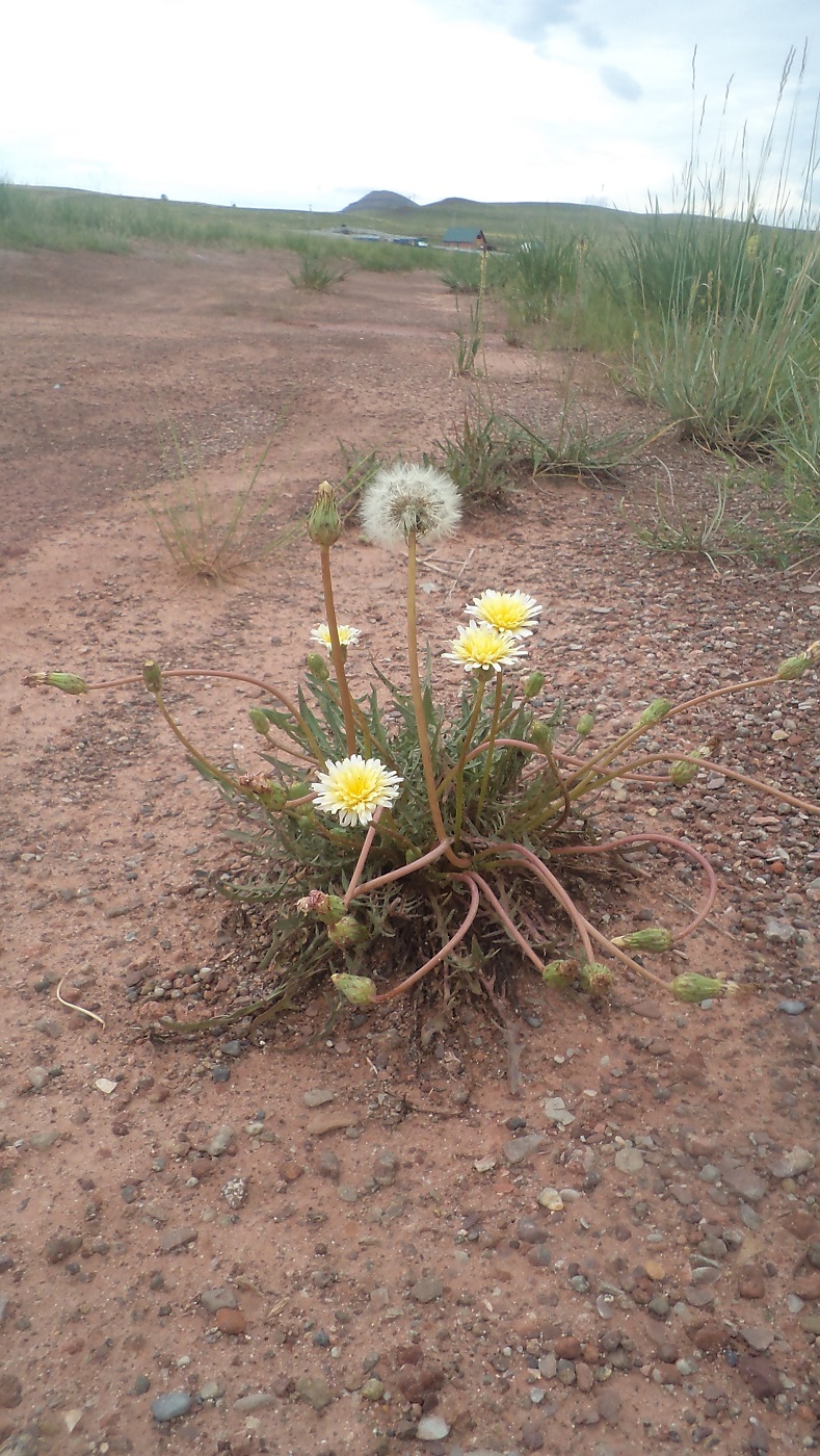 Image of genus Taraxacum specimen.