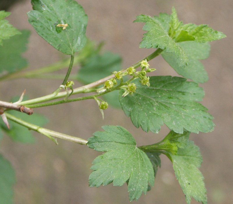 Image of Ribes alpinum specimen.