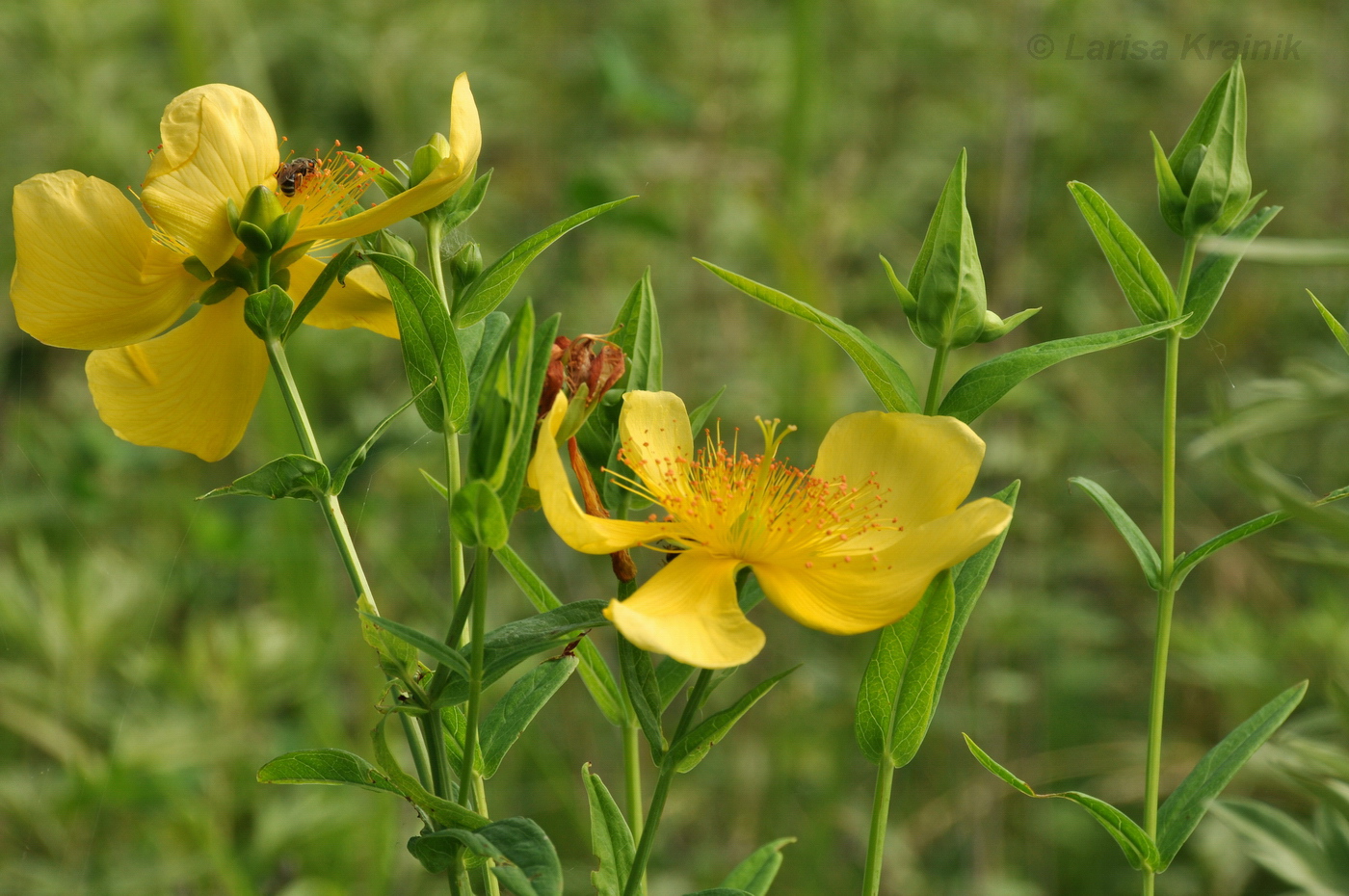 Изображение особи Hypericum ascyron.