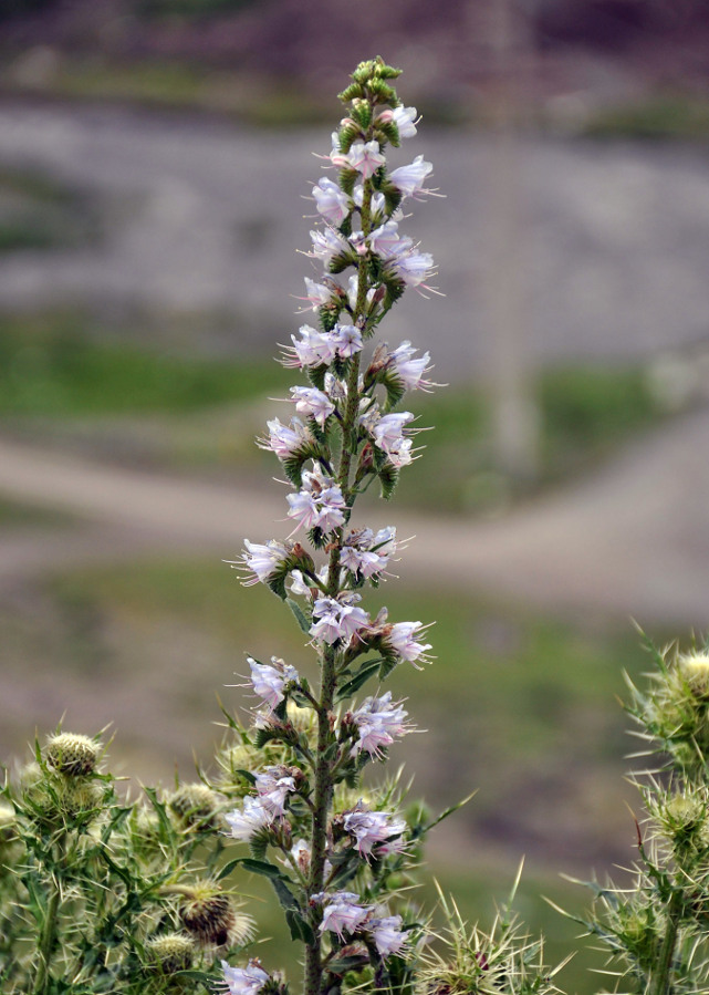 Image of Echium biebersteinii specimen.