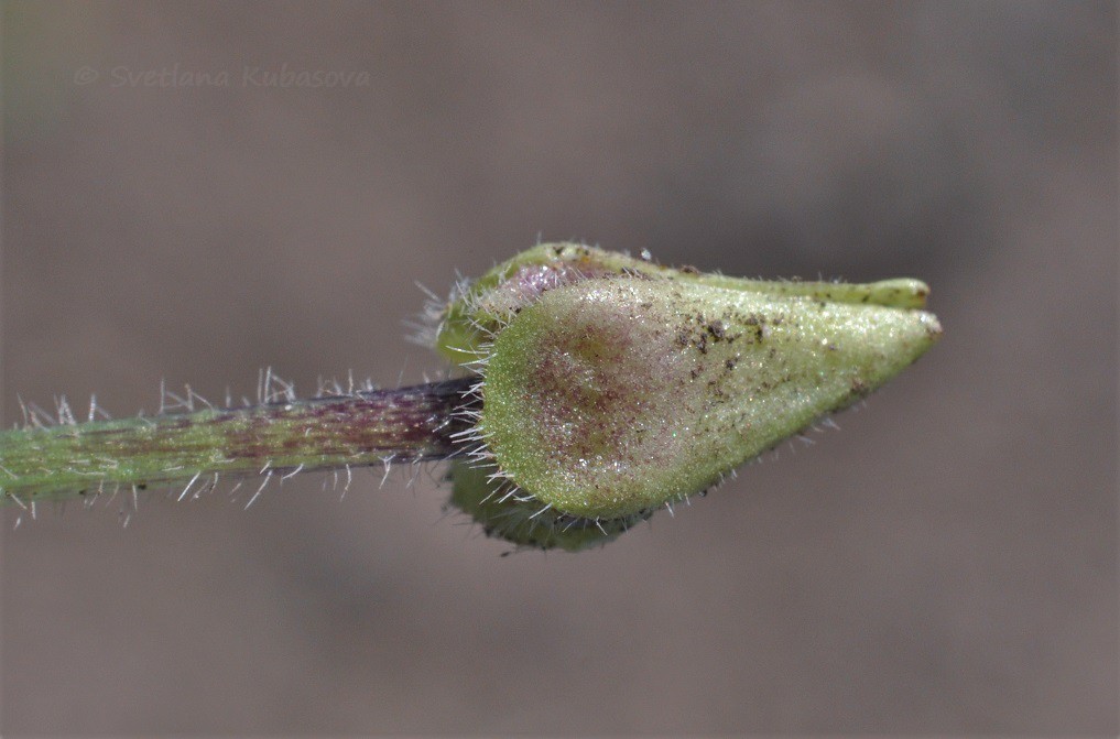 Image of Viola hirta specimen.