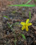 Ranunculus reptans
