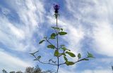 Prunella vulgaris