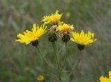 Hieracium umbellatum