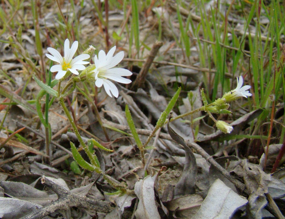 Изображение особи Dichodon viscidum.