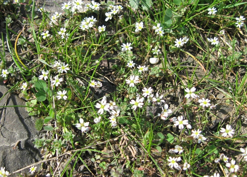 Изображение особи Erophila praecox.