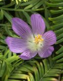 Crocus autranii