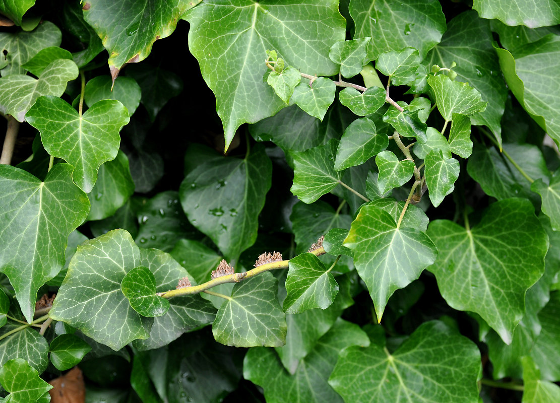 Image of Hedera helix specimen.