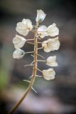 Muscari neglectum