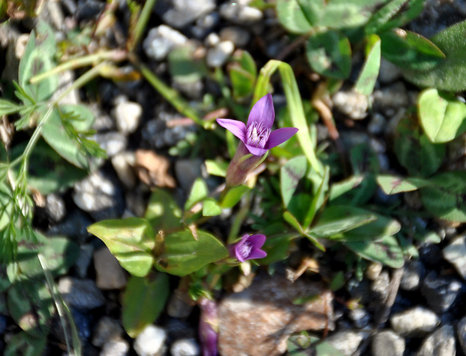 Image of Gentianella caucasea specimen.