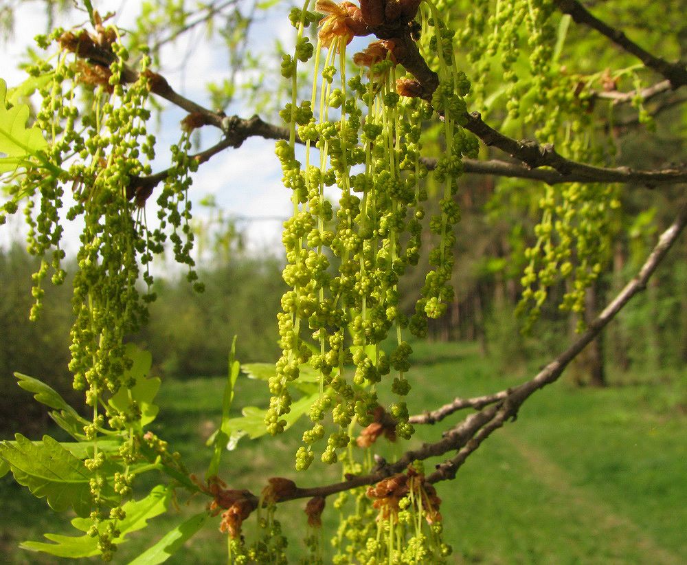 Изображение особи Quercus robur.