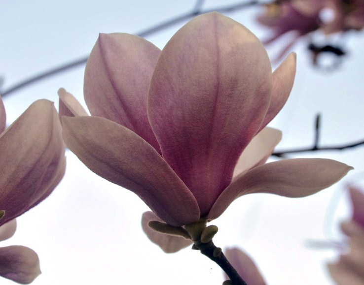 Image of Magnolia &times; soulangeana specimen.