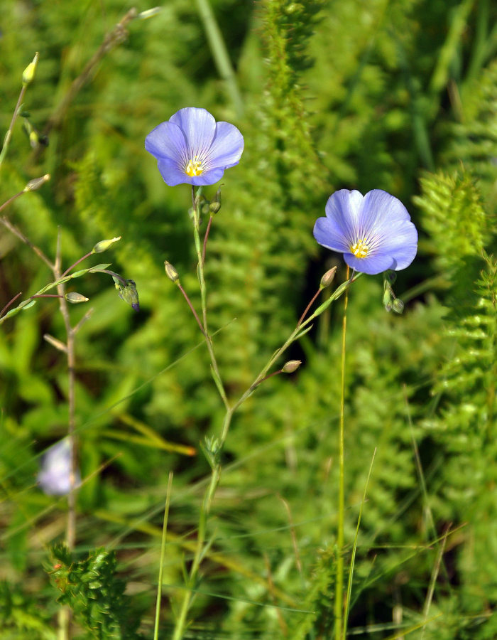 Image of Linum austriacum specimen.