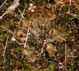 genus Peltigera