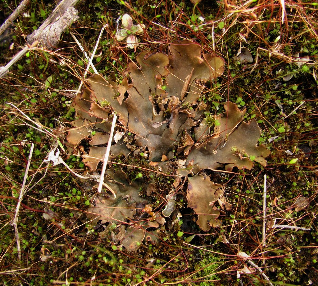 Image of genus Peltigera specimen.