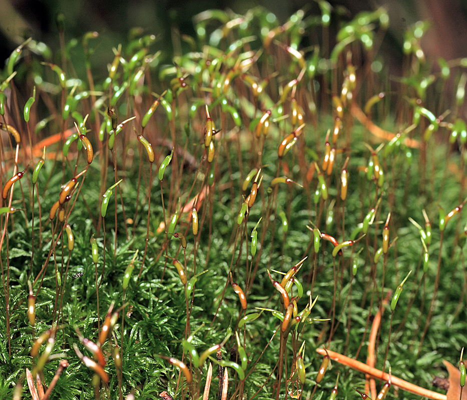 Image of Atrichum undulatum specimen.