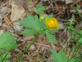 genus Trollius