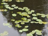 Nuphar lutea