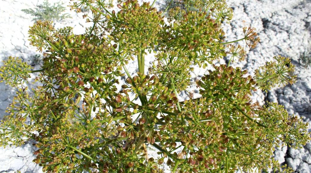 Изображение особи Ferula karakalensis.