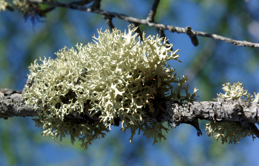 Image of genus Evernia specimen.