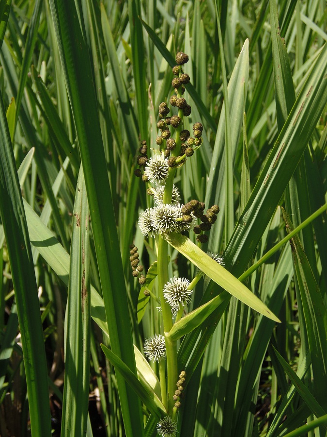 Изображение особи Sparganium erectum.