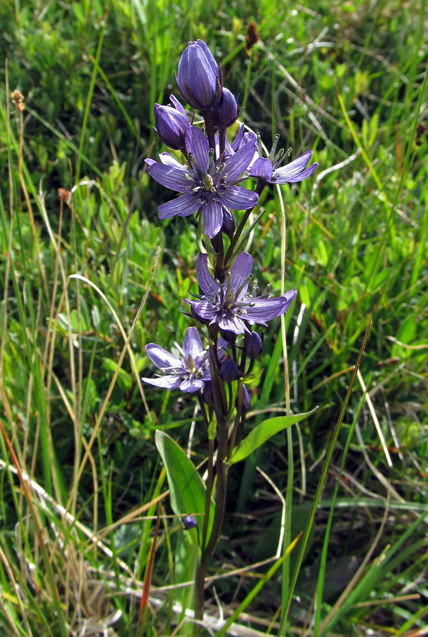 Image of Swertia obtusa specimen.