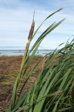 Typha latifolia. Верхушка плодоносящего растения. Ленинградская обл., Кингисеппский р-н, окр. пос. Новое Гарколово, побережье Финского залива, рогозово-камышово-тростниковые заросли. 28.08.2016.