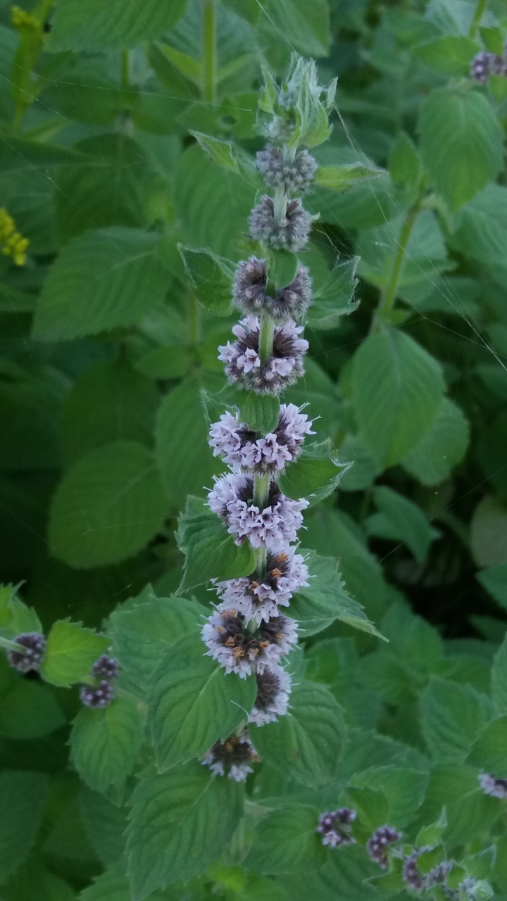 Image of Mentha canadensis specimen.