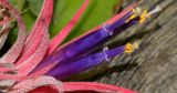 Tillandsia ionantha. Листья и цветки. Таиланд, о-в Пхукет, ботанический сад. 16.01.2017.