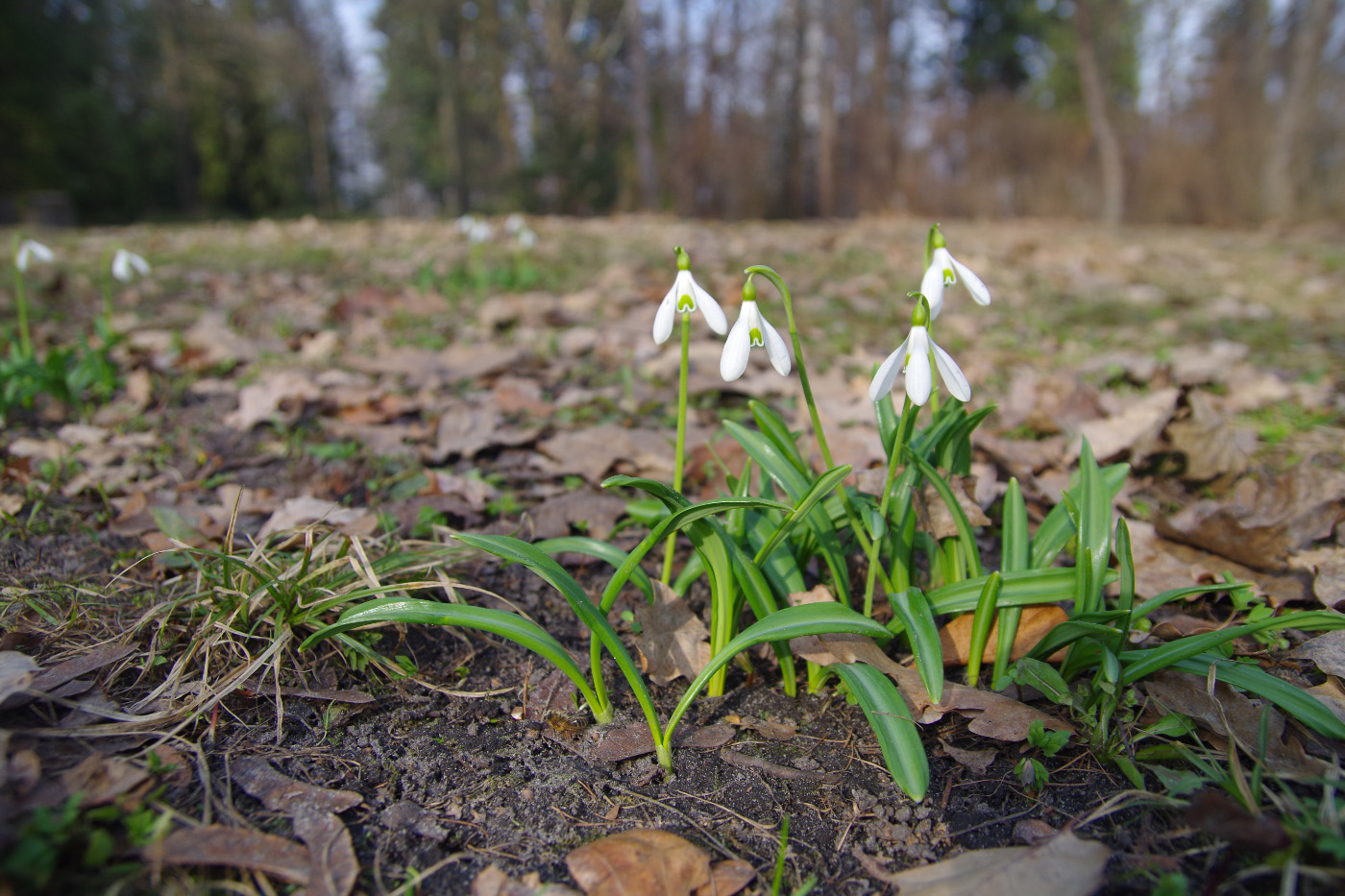 Изображение особи Galanthus plicatus.