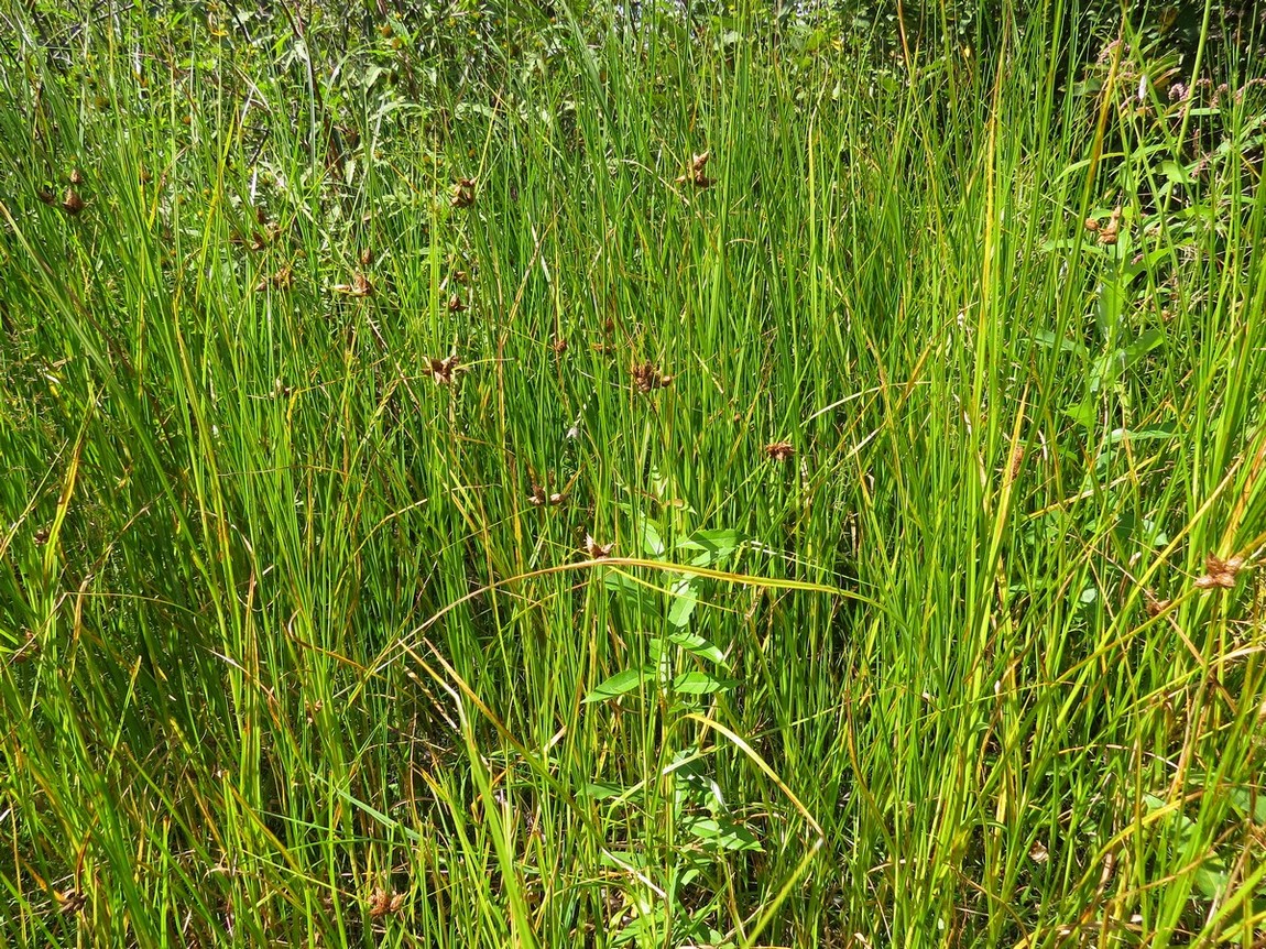 Изображение особи Bolboschoenus planiculmis.