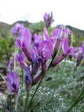 Oxytropis argentata subspecies brevidentata