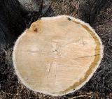 Acer negundo