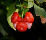 Syzygium aqueum. Соплодие с плодами разной степени зрелости. Таиланд, о-в Пхукет, курорт Ката, во дворе, в культуре. 09.01.2017.