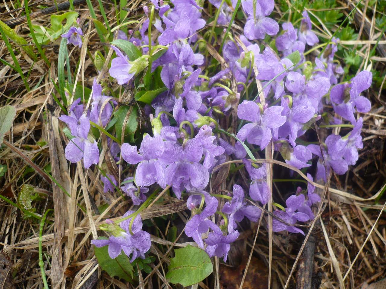 Image of Viola hirta specimen.