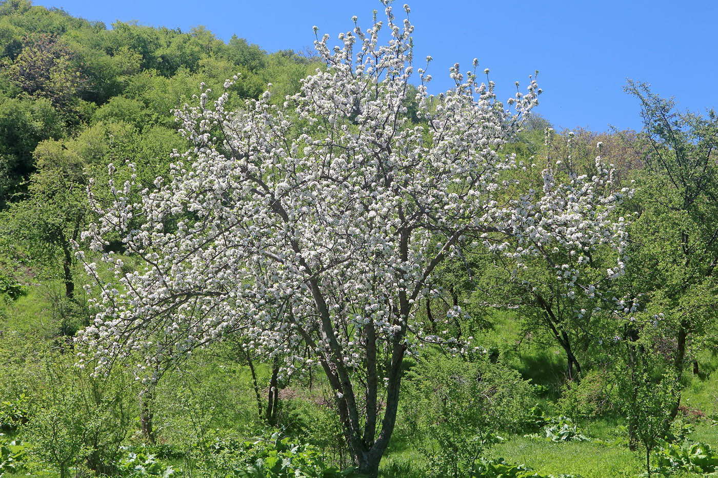 Image of Malus sieversii specimen.