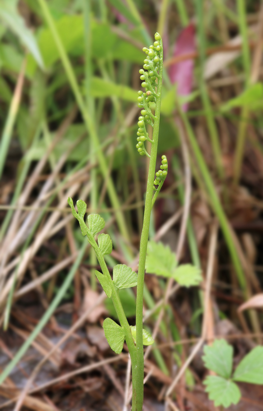 Изображение особи Botrychium lunaria.