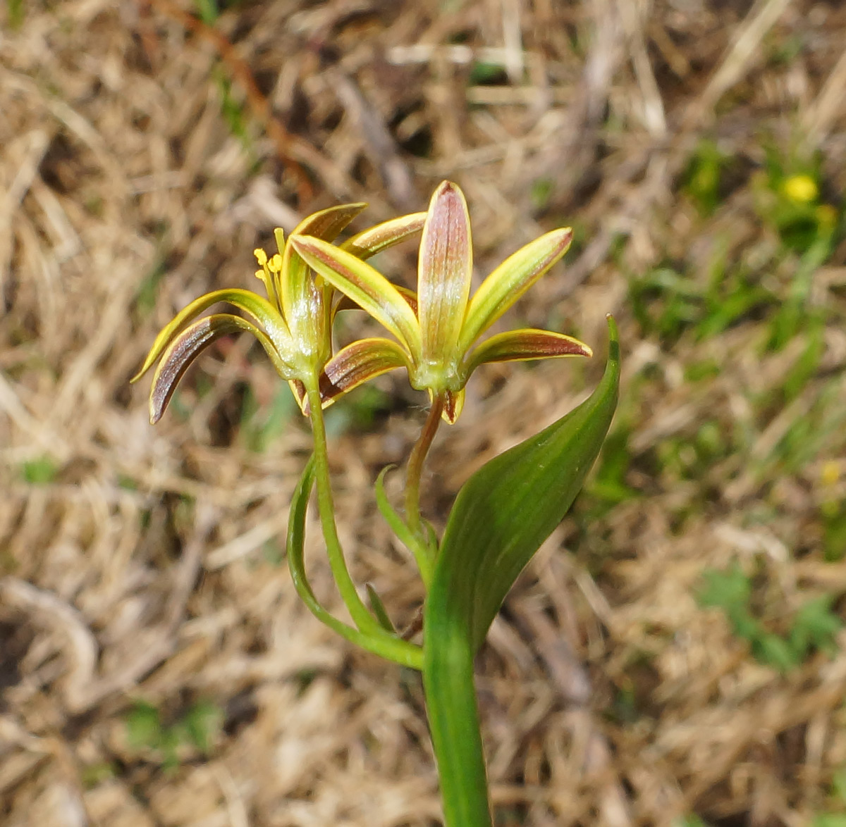 Image of genus Gagea specimen.