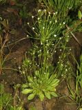 Androsace filiformis