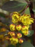 Berberis &times; ottawensis