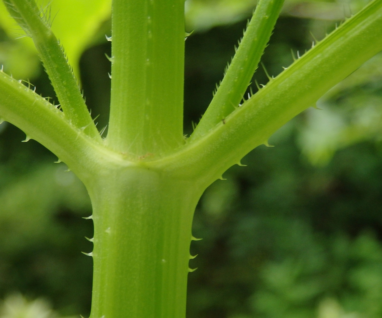 Изображение особи Dipsacus pilosus.