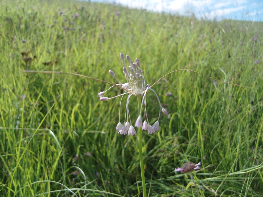 Image of Allium paniculatum specimen.