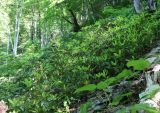 Rhododendron ponticum