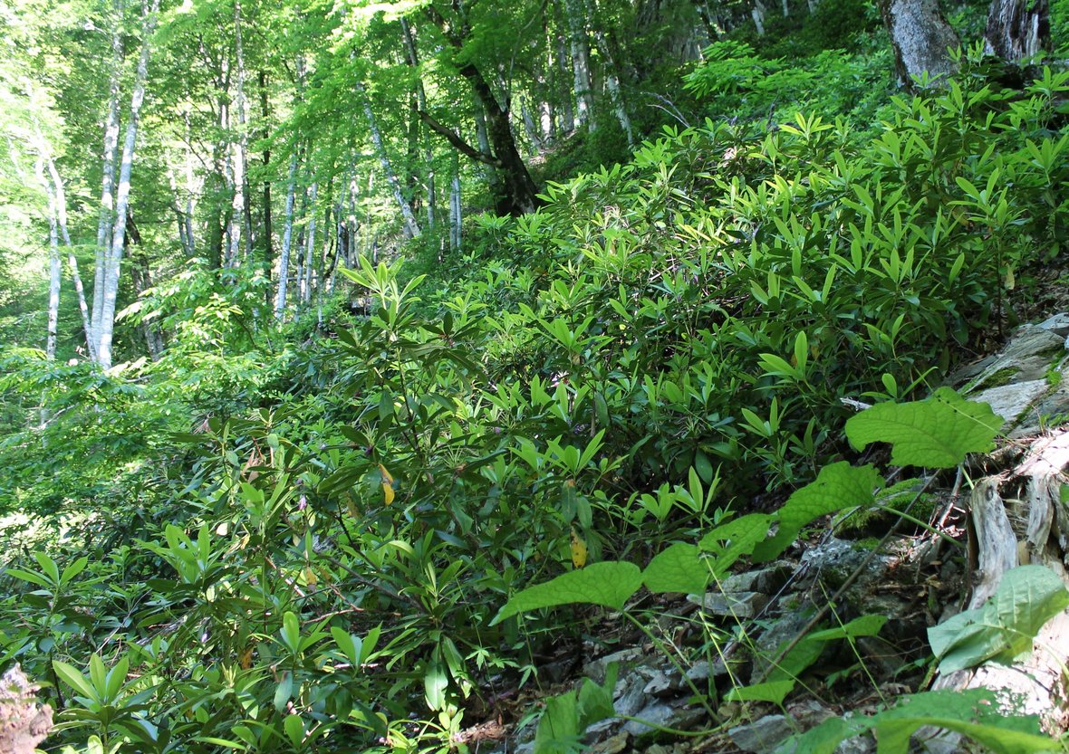 Image of Rhododendron ponticum specimen.