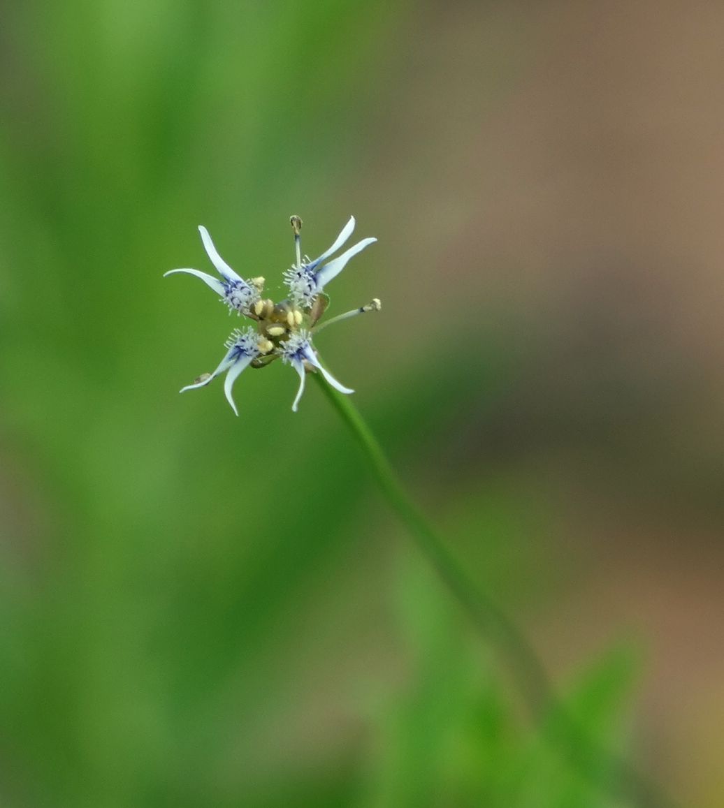 Image of Garidella nigellastrum specimen.