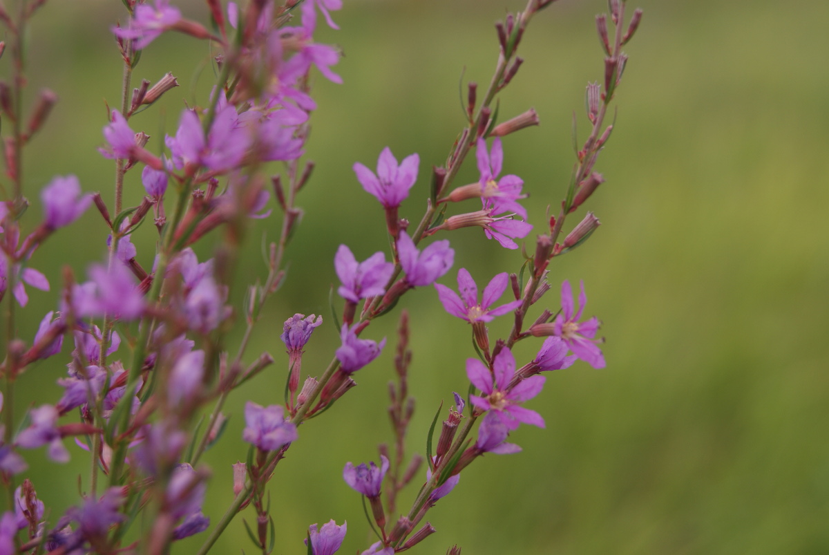 Image of Lythrum virgatum specimen.